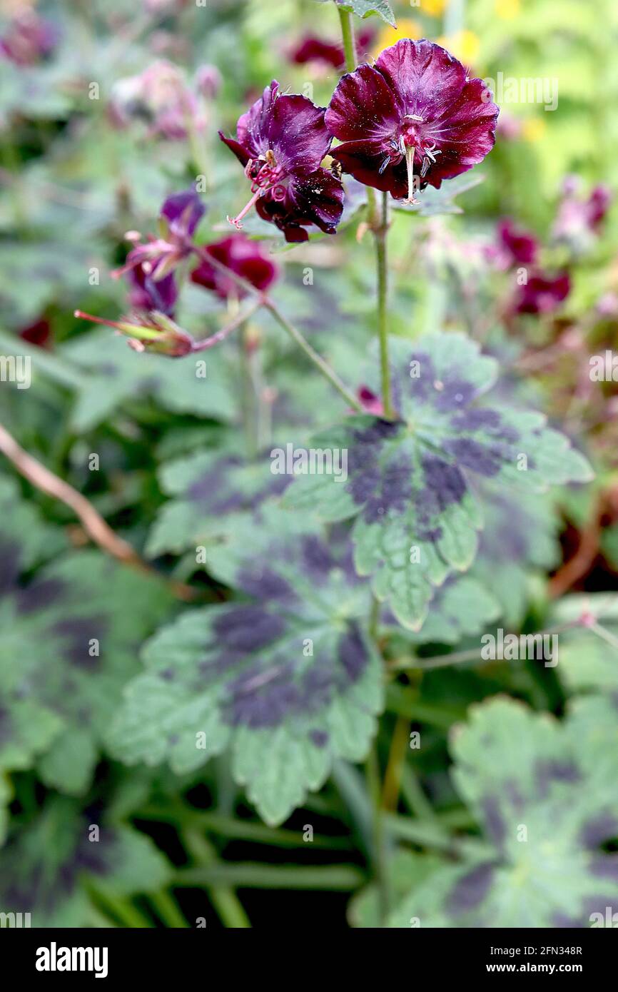 Geranium phaeum ‘Samobor’ Dusky cranes bill Samobor – burgundy purple flowers with flared white centre, fresh green lobed leaves and wide black ring, Stock Photo