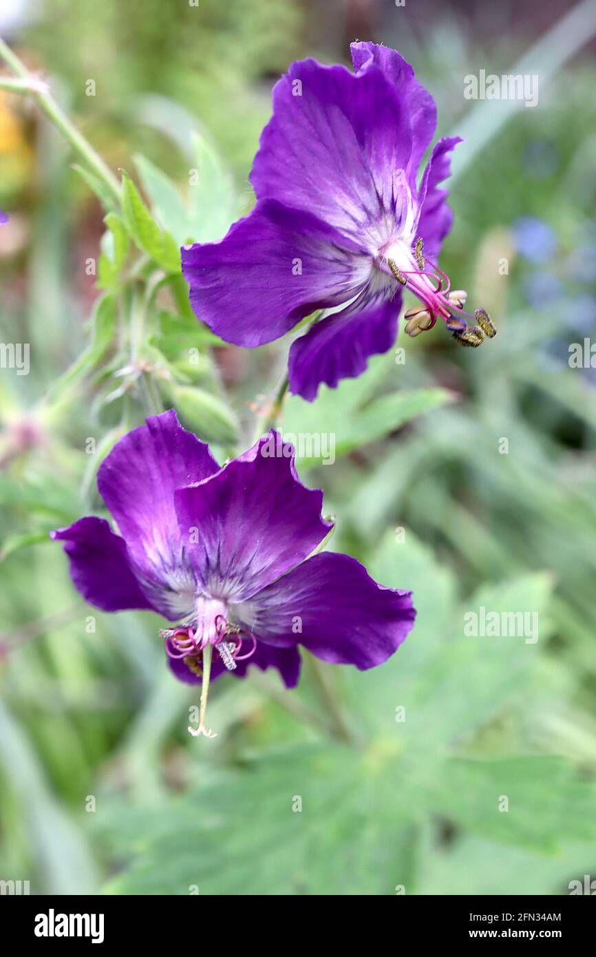 geranium-phaeum-lily-lovell-dusky-cranes-bill-lily-lovell-purple