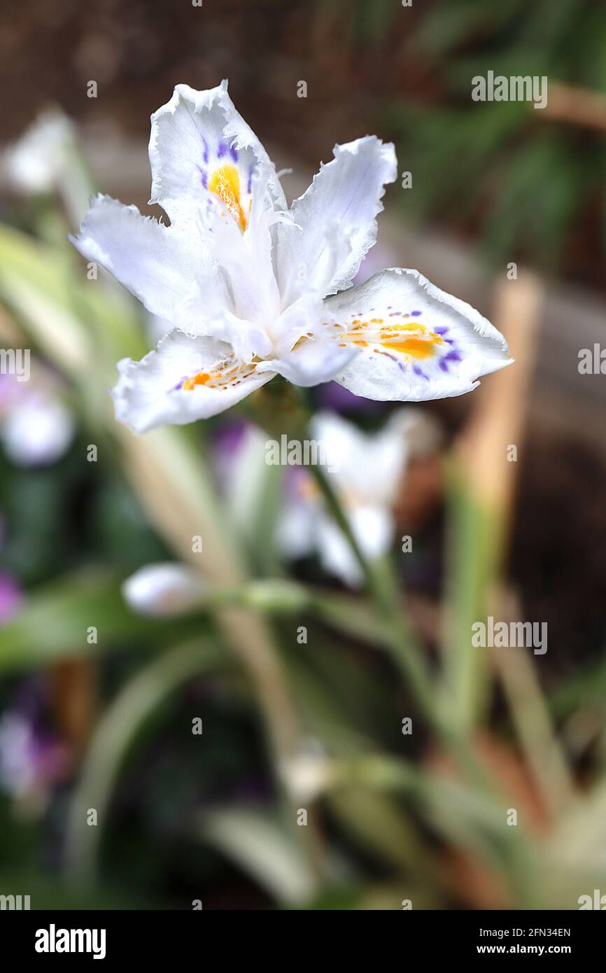 Iris japonica Variegata Species iris variegated fringe iris – very small iris with fringed white petals, yellow crest and violet markings,  May, UK Stock Photo