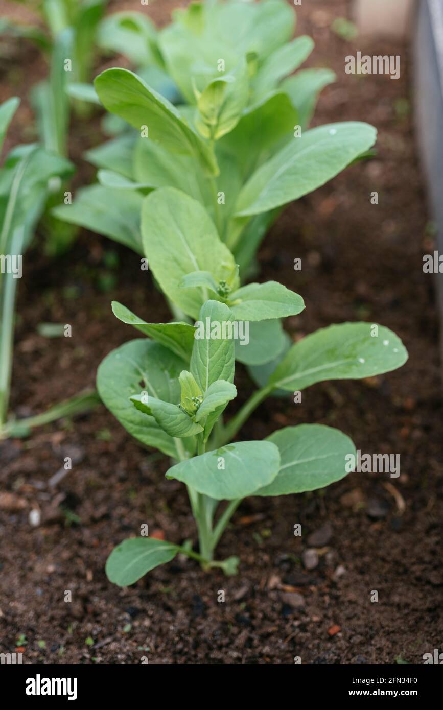 Komatsuna plants (Brassica rapa subsp. nipposinica) Stock Photo