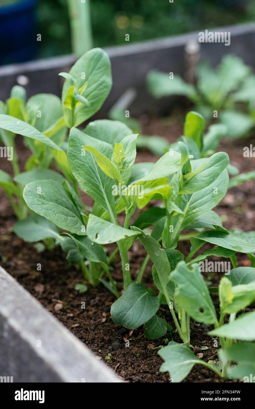 Komatsuna plants (Brassica rapa subsp. nipposinica) Stock Photo