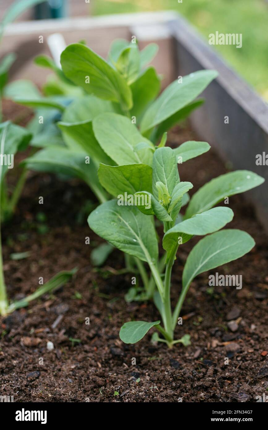 Komatsuna plants (Brassica rapa subsp. nipposinica) Stock Photo