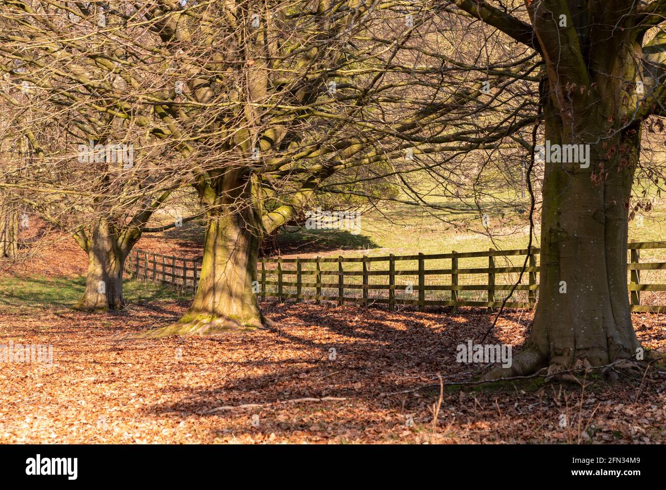 Trees and fence, Gwysaney Estate, North Wales Stock Photo