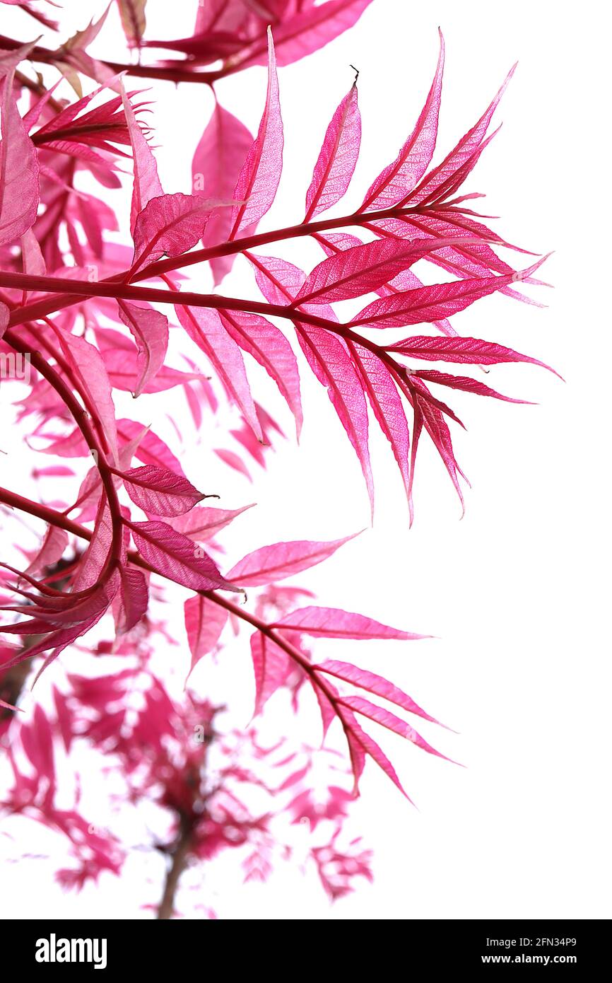 Toona sinensis ‘Flamingo’  Chinese cedar Flamingo – transparent pinnate bright pink leaves,  May, England, UK Stock Photo