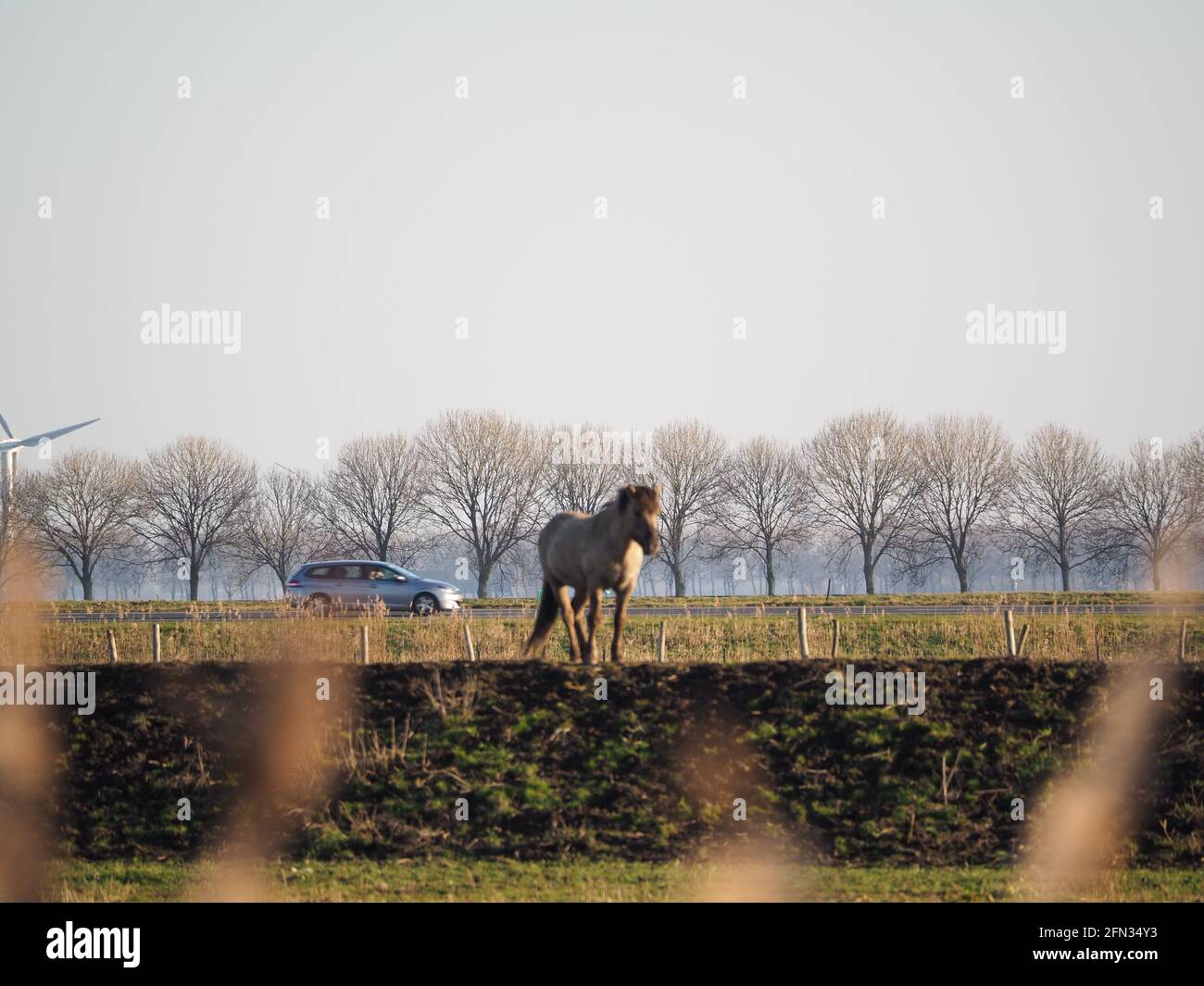 Brown horse in a field Stock Photo - Alamy