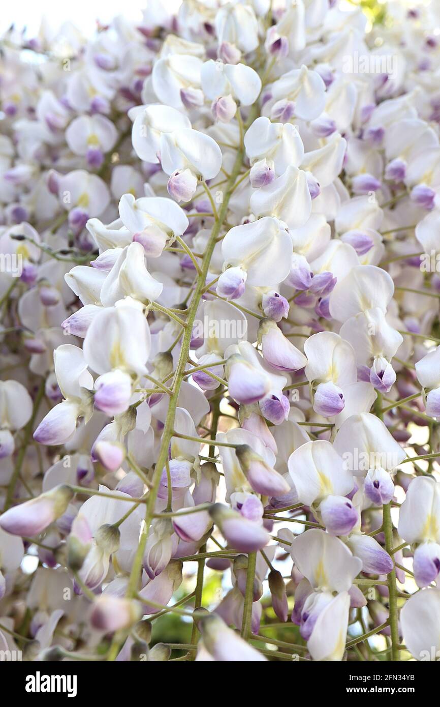 Wisteria floribunda Kimono Wisteria floribunda ‘White with Blue Eye’ white flowers with faint central yellow stripe and violet tips,  May, England, UK Stock Photo