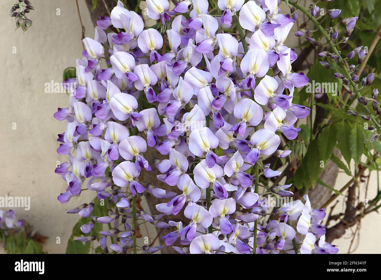 Wisteria floribunda ‘Multijuga’  Japanese wisteria Multijuga – lavender lilac flowers with faint central yellow stripe, violet wings and purple tips, Stock Photo