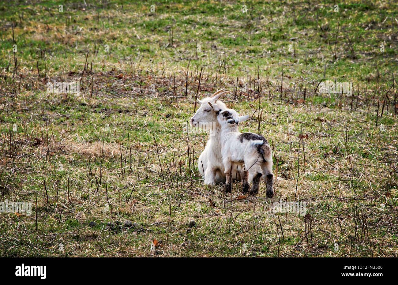 Affection between mother goat and baby goat. Stock Photo