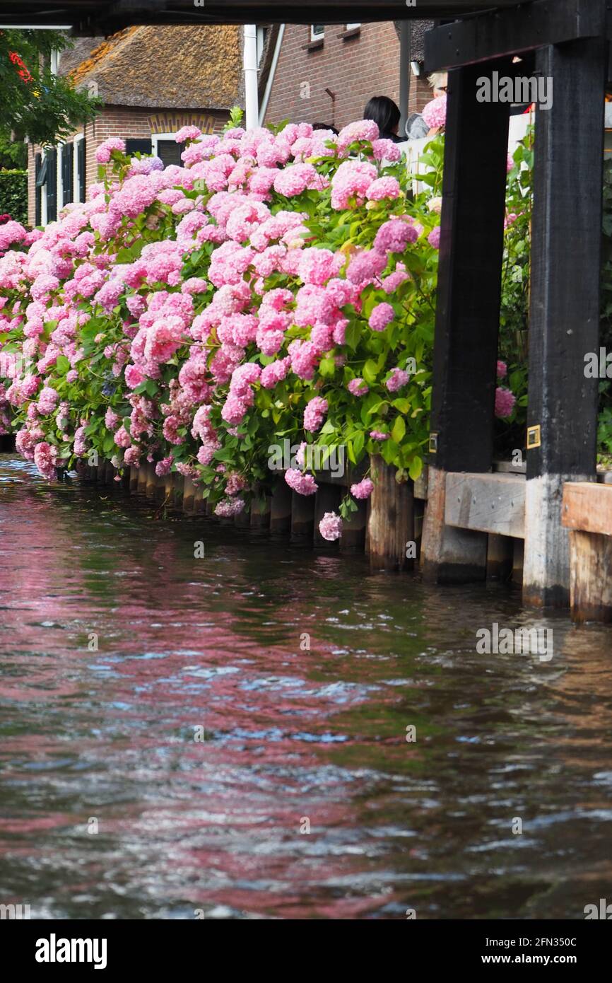 Vertical shot pink hydrangea hi-res stock photography and images - Alamy