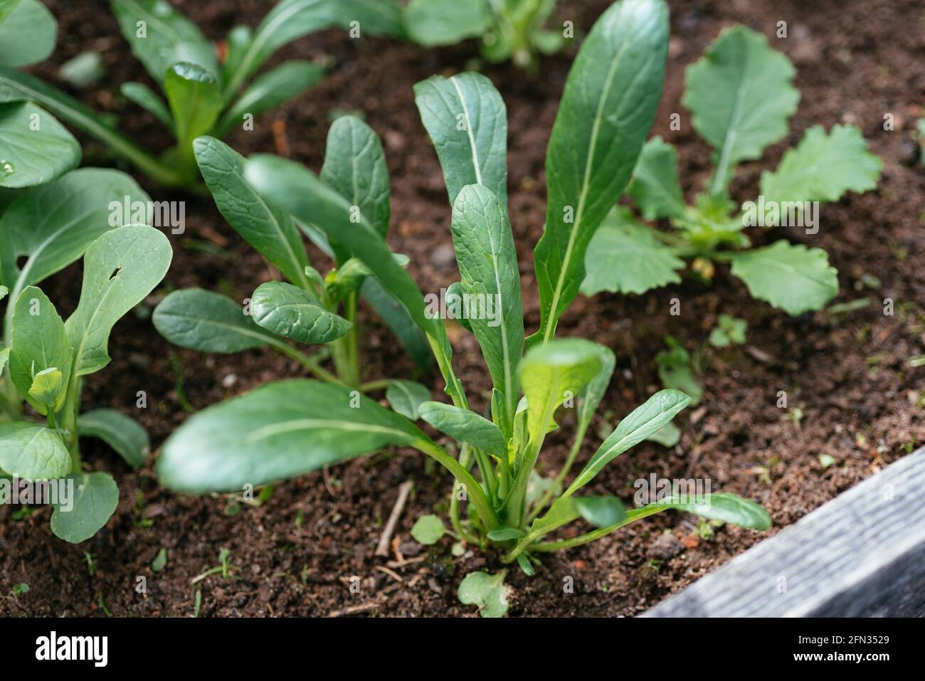 Japanese mibuna (Brassica rapa subsp. nipposinica var. 'Mibuna') plant. Stock Photo