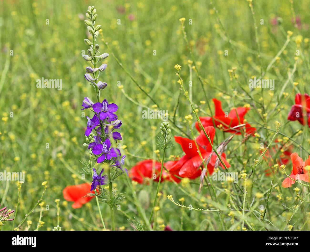 Blue larkspur and red poppy Stock Photo