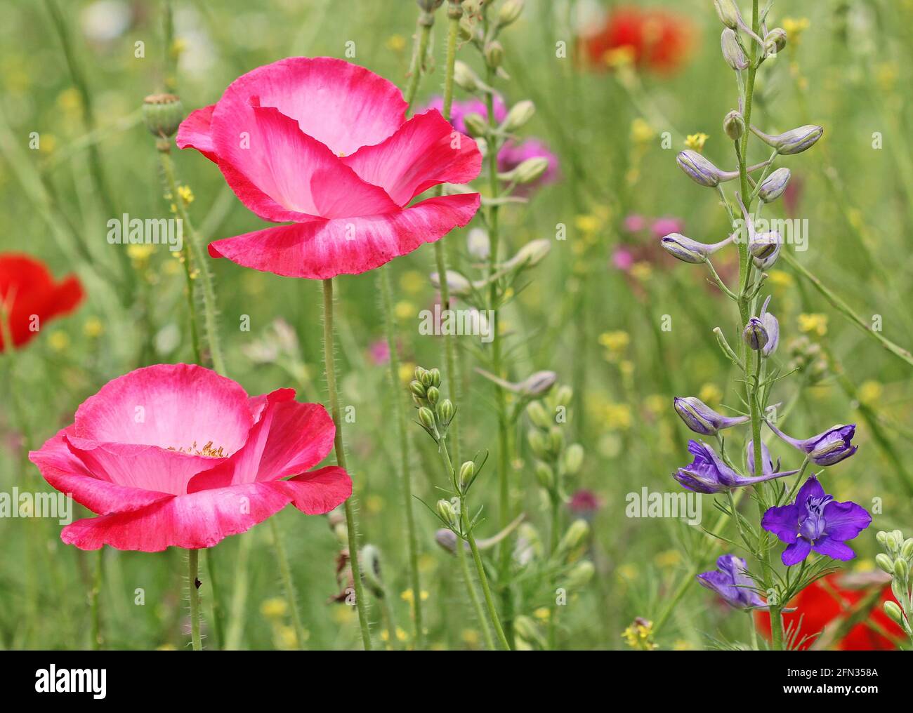 Close up image with poppy and larkspur Stock Photo