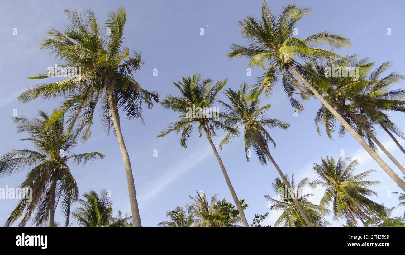 Low angle shot of the beautiful palm trees captured on a sunny day ...