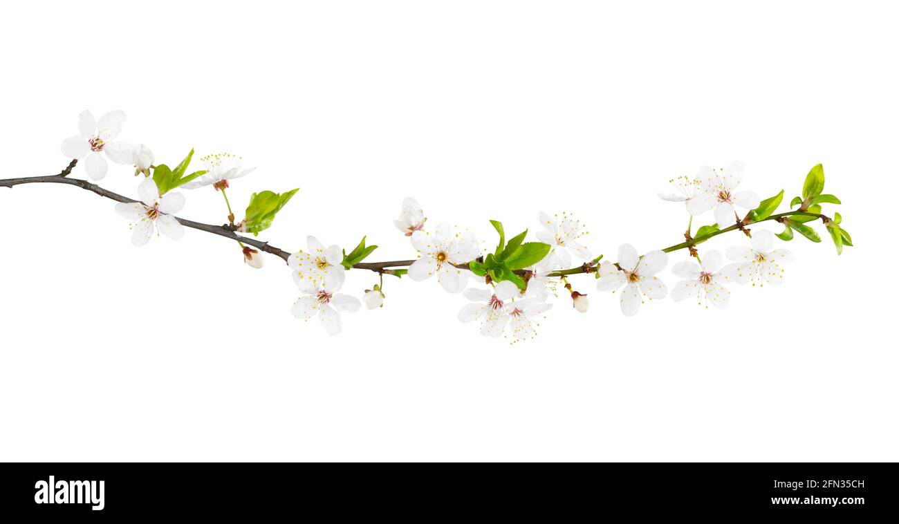 Branch of white spring blossom. Isolated on white. Path included. Stock Photo