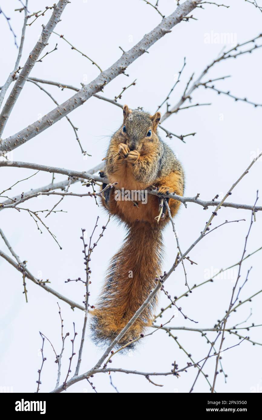 Eastern Fox Squirrel (Sciurus niger) eating tree buds in tiny branches of Cottonwood tree barely able to hold it's weight, Castle Rock Colorado USA. Stock Photo