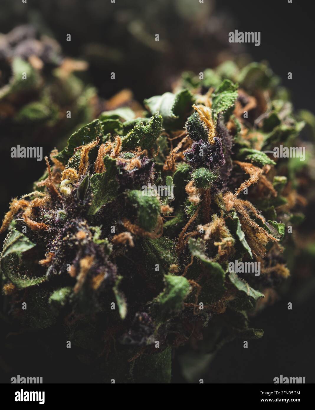 Macro close up portrait of Purple Haze Cannabis Marijuana Dry Buds ...