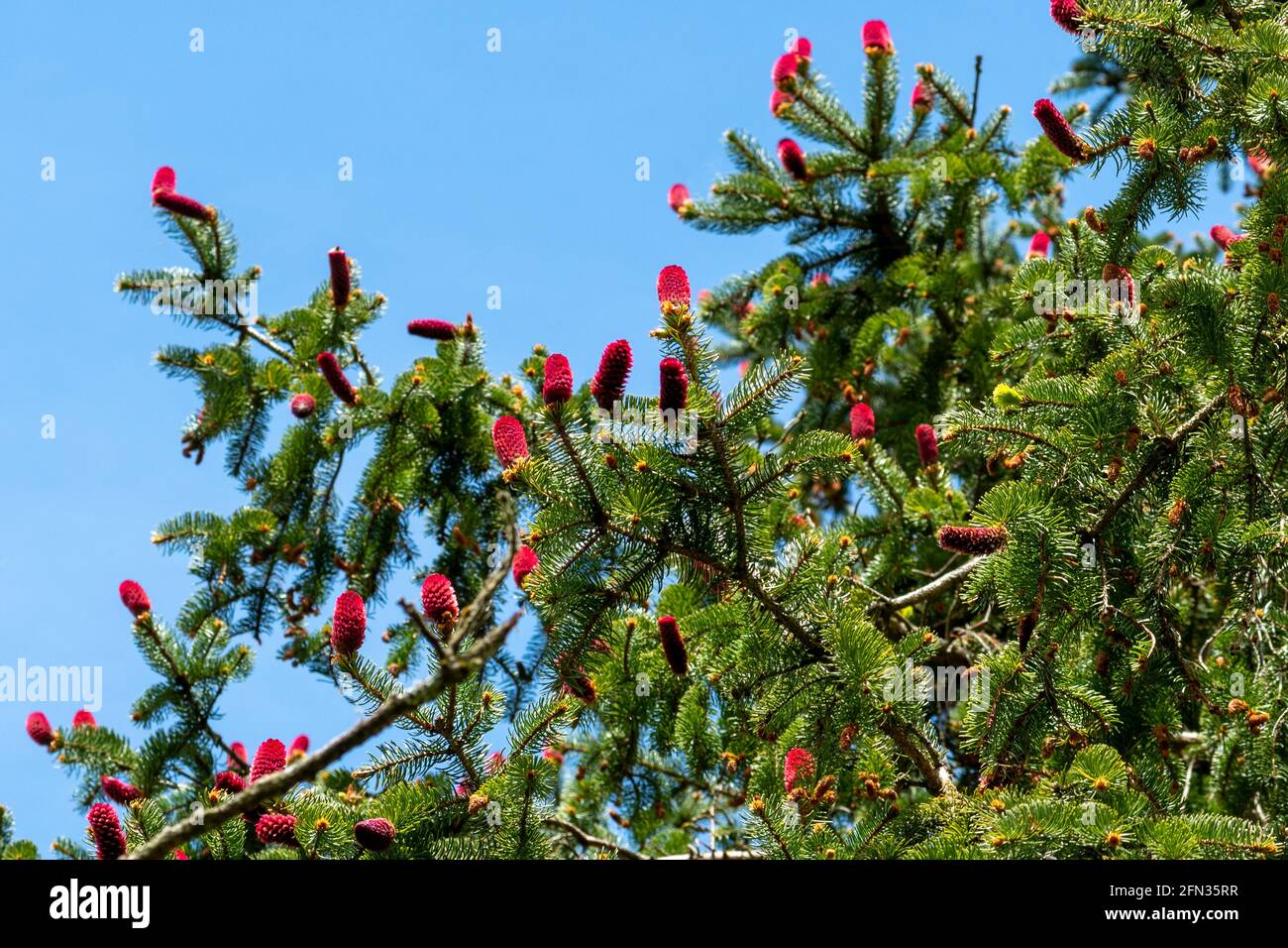 Red cones on Norway spruce tree (Picea abies) during Spring, UK Stock Photo