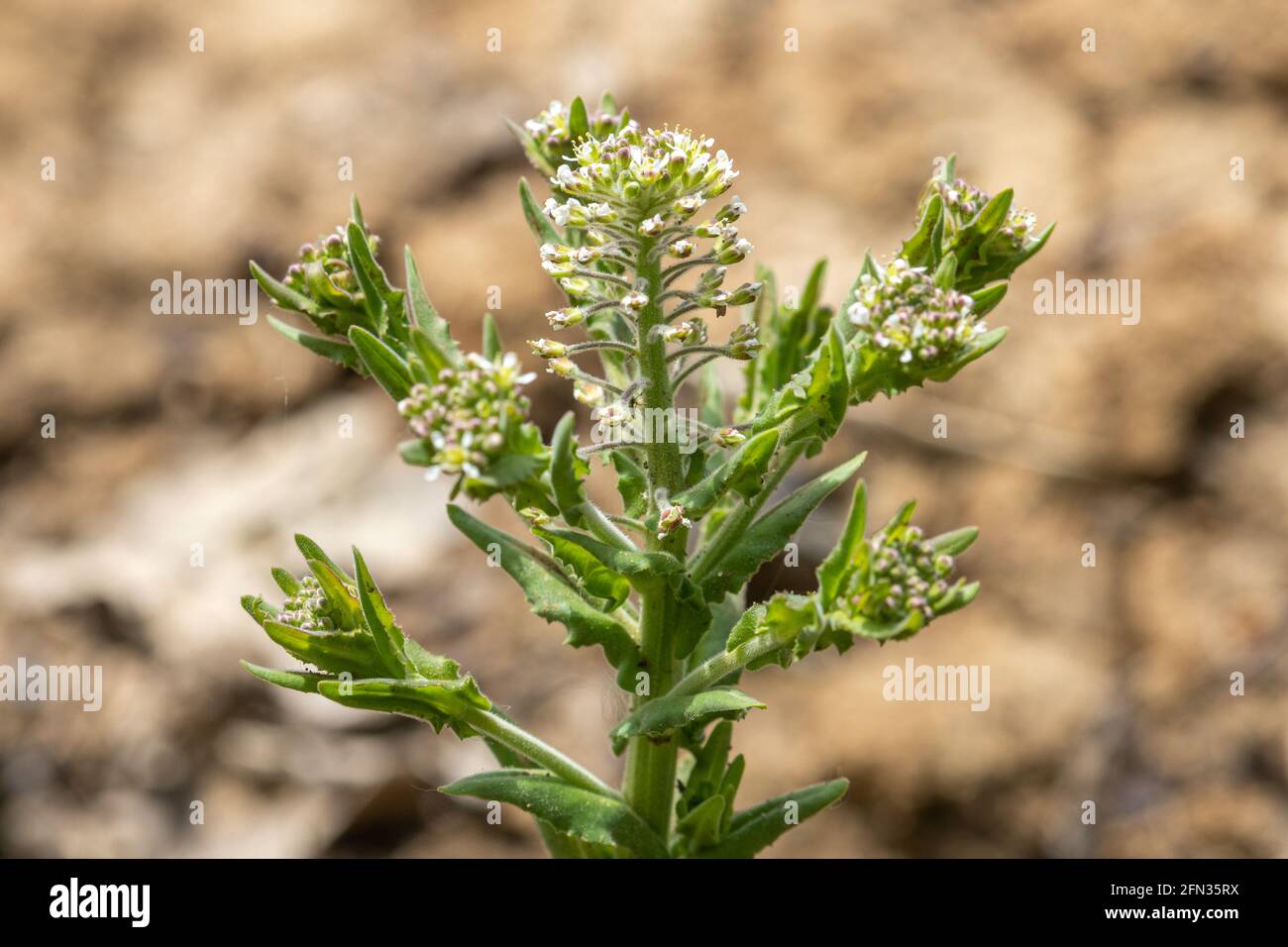 Lepidium draba (common names hoary cress or whitetop), a perennial herb in the Brassicaceae family, UK Stock Photo