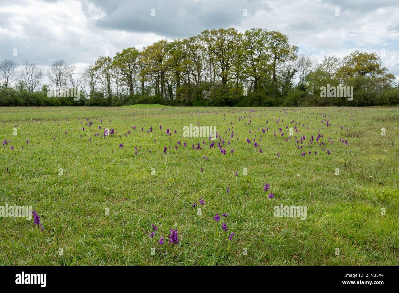 Green-winged orchids (Anacamptis morio) in a wildflower meadow, Bernwood Meadows nature reserve in Buckinghamshire, England, UK, during May Stock Photo