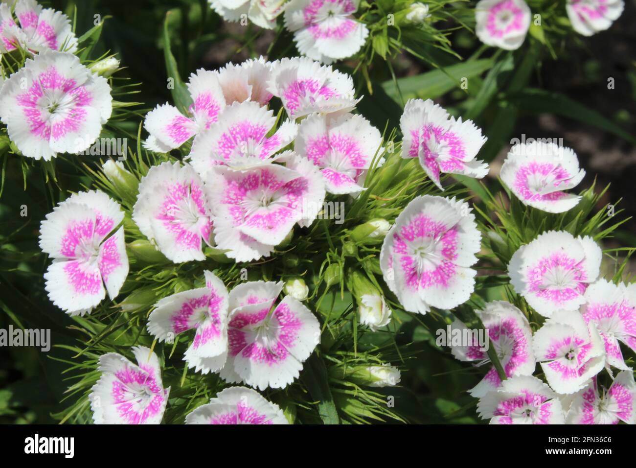Chinese astra phlox red burgundy with a light white middle. Spring flowers, flowering on a green background. Stock Photo