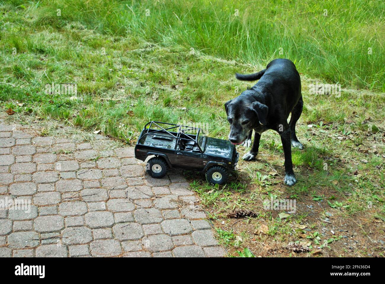 Dog playing with attacking and biting a remote control car Stock Photo