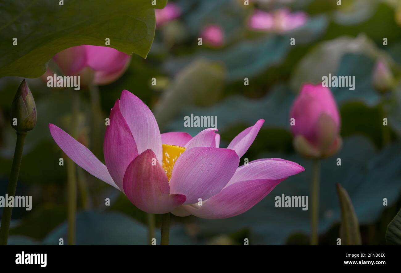 lotus flower blooming Stock Photo Alamy