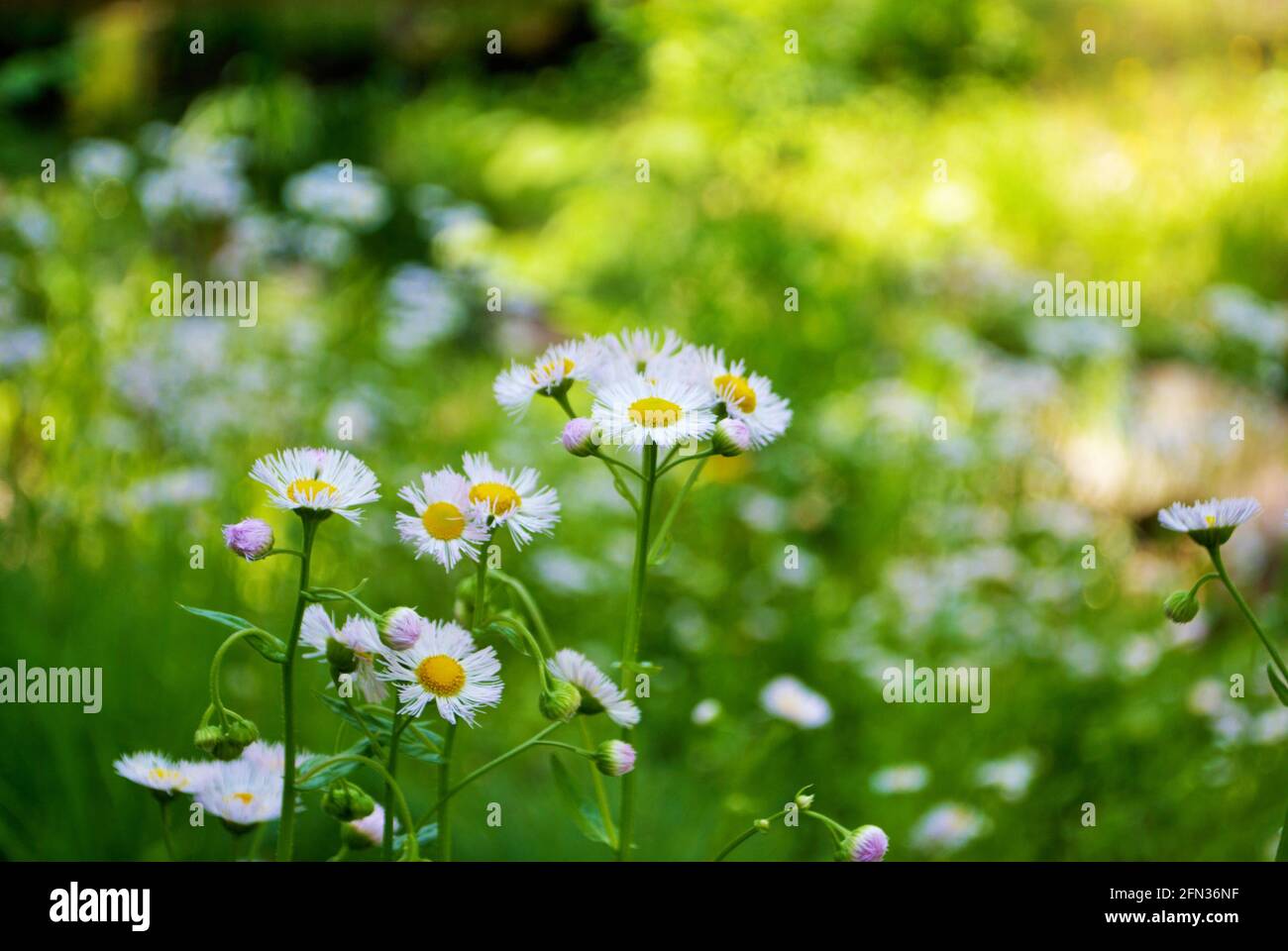 a bunch of little white and purple flowers blooming Stock Photo