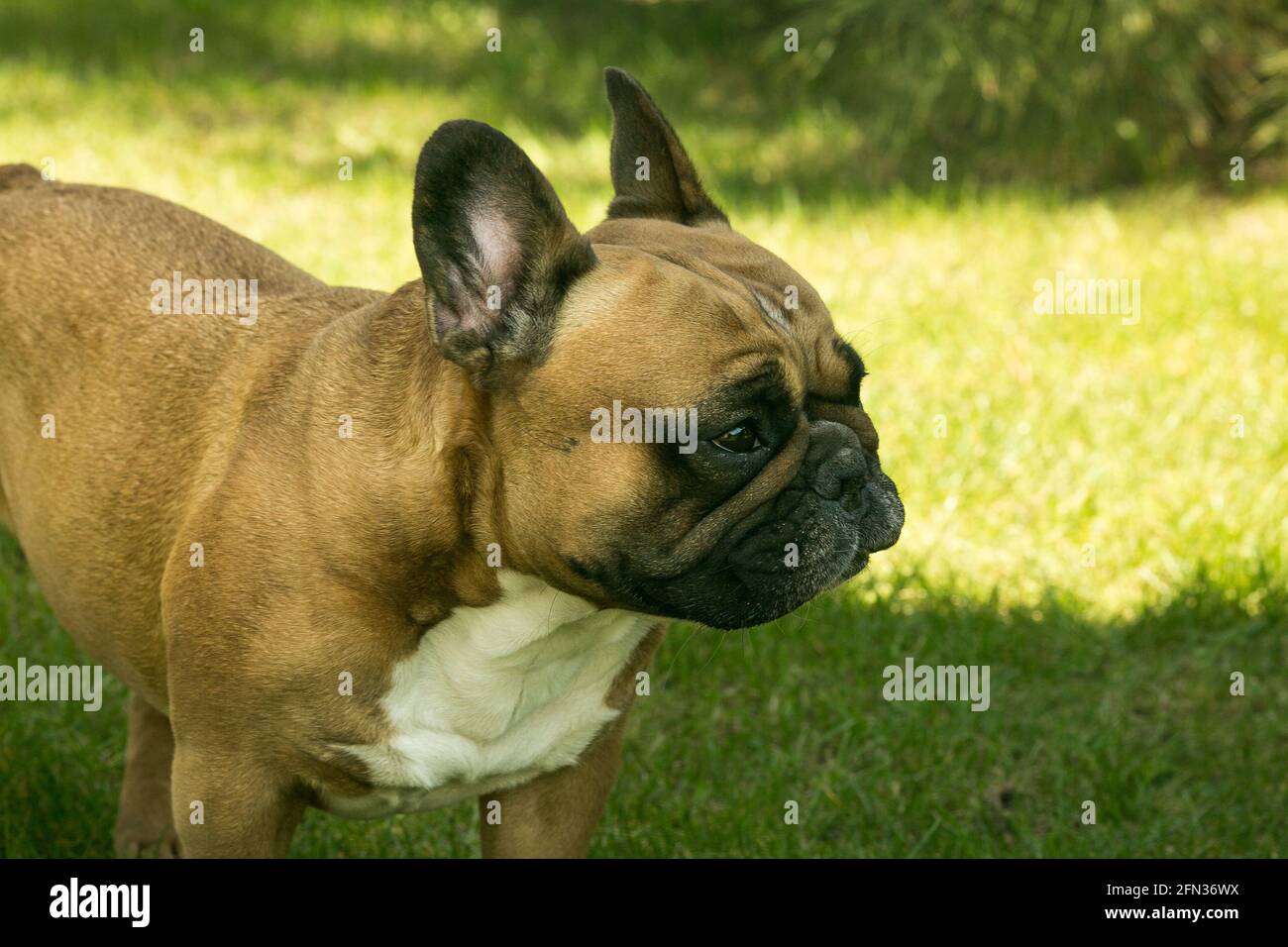A cute fawn french bulldog running on the green grass. French Bulldogs are dog companions Stock