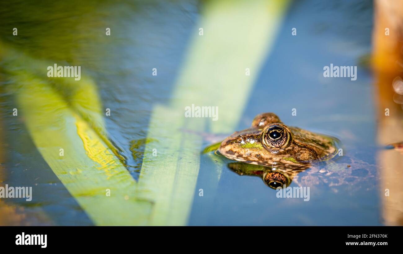 One pool frog is swimming in the vegetation area. Pelophylax lessonae ...
