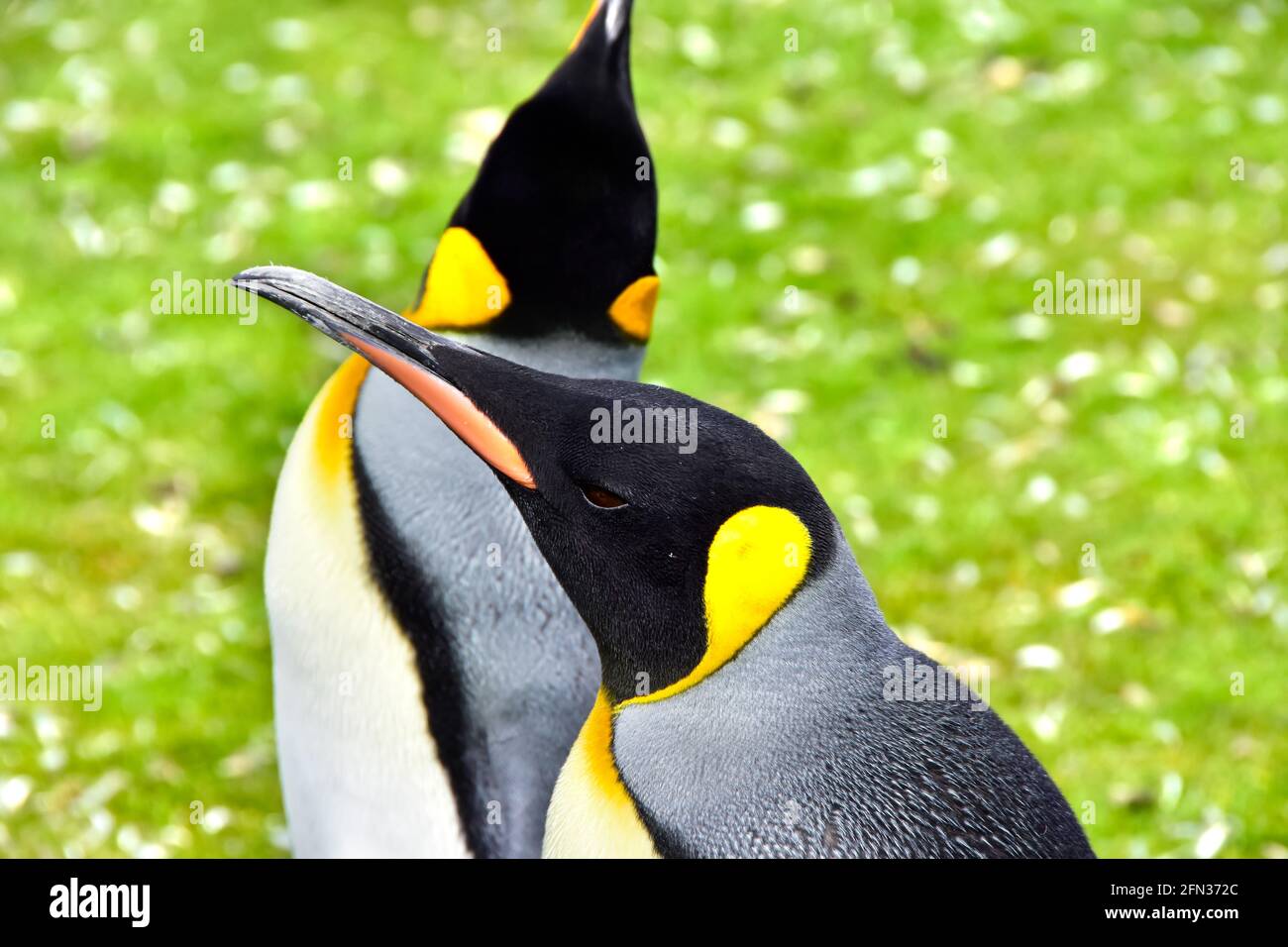 Two King Penguins at Volunteer Point, Falkland Islands. Stock Photo