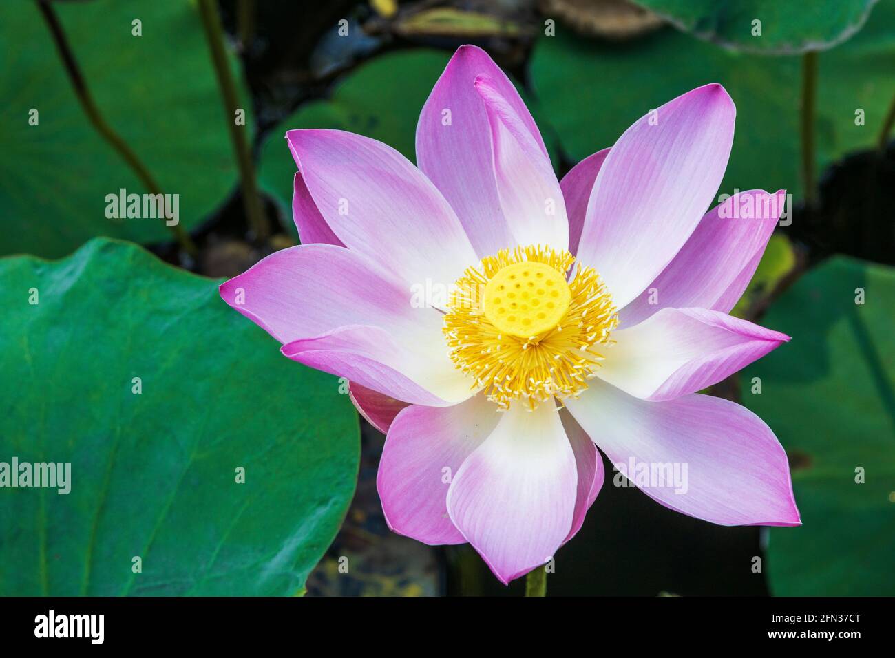 Lotus flower, Ubud, Bali, Indonesia, Southeast Asia, Asia Stock Photo