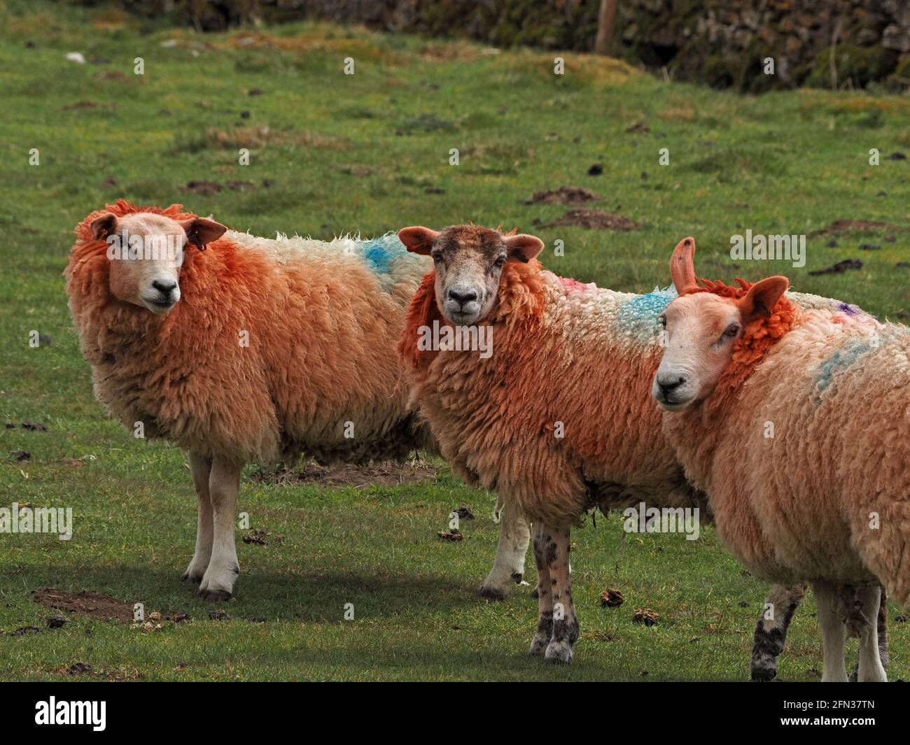 Blue sheep dye hires stock photography and images Alamy