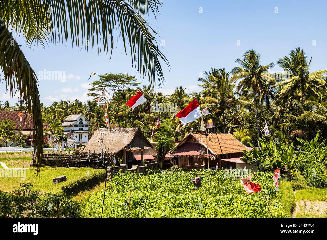 Indonesian flags in agricultural area in Ubud, Bali, Indonesia, Southeast Asia, Asia Stock Photo