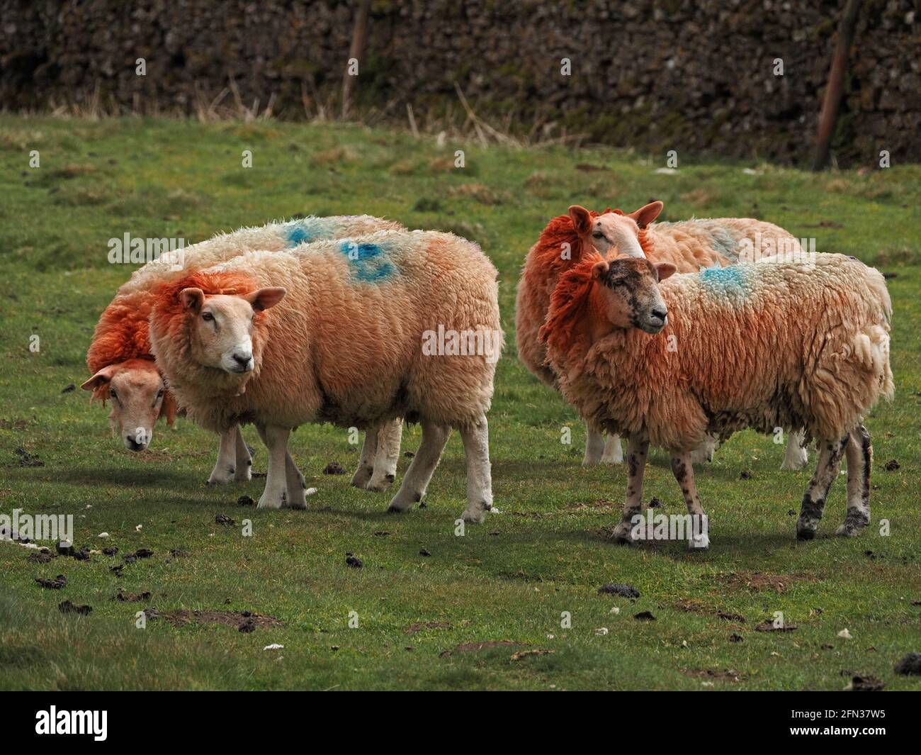 bright red dye on neck & head of four woolly sheep with blue dyed B on