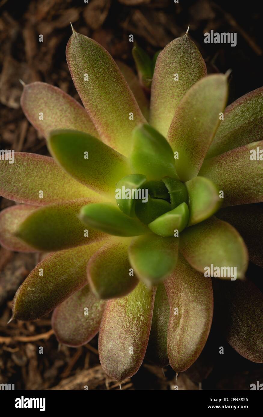 Macro close up photograph of a succulent plant on black background Stock Photo