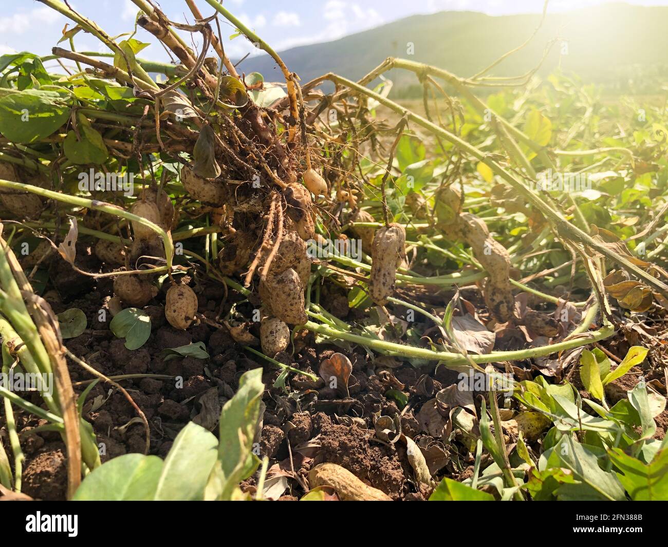 Peanut Harvest. Fresh peanuts with shells on farmland. Stock Photo