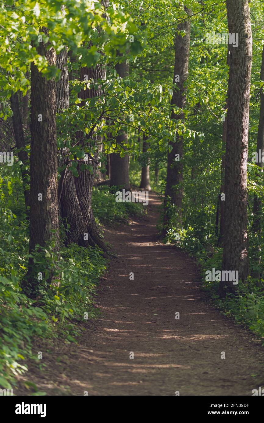 Vertical shot of a narrow pathway in a forest surrounded by trees Stock ...