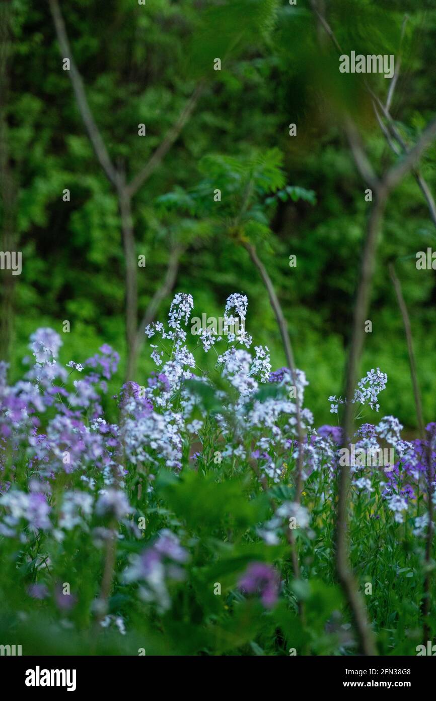 Closeup shot beautiful alyssum hi-res stock photography and images - Alamy