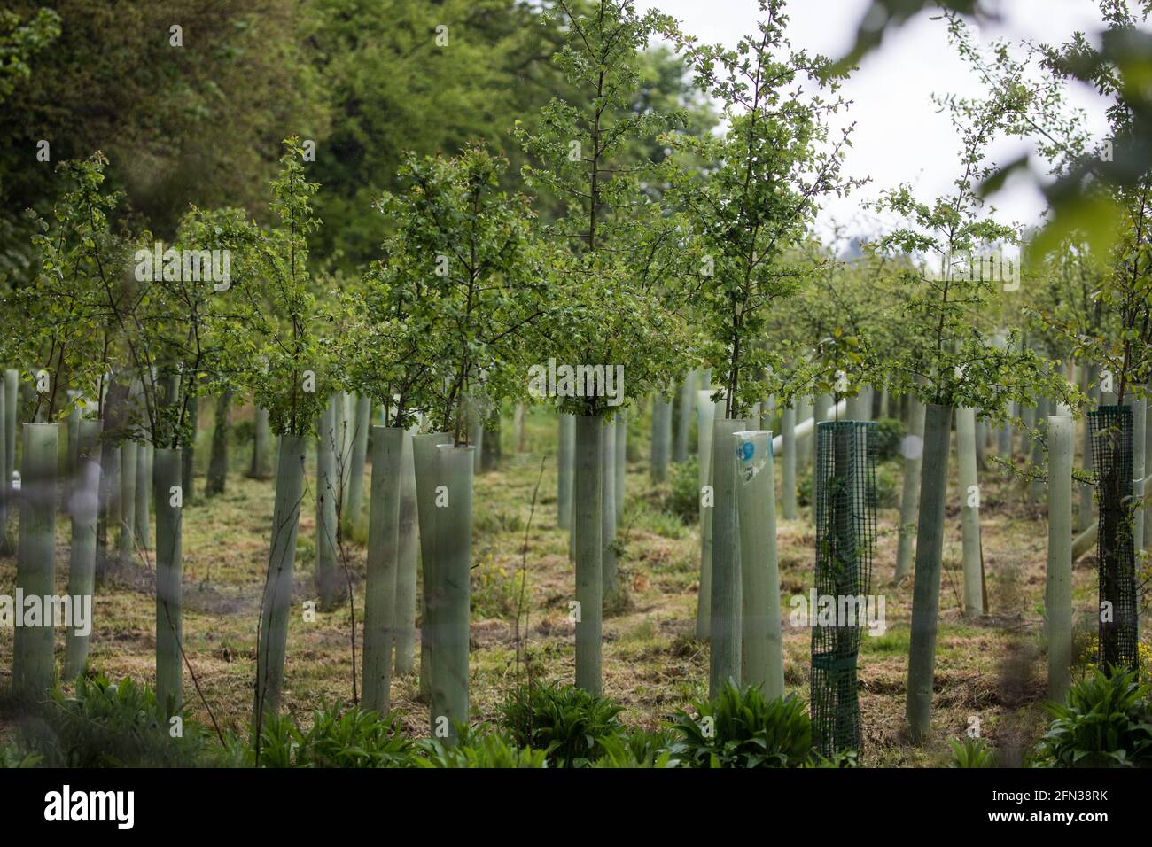West Hyde, UK. 13th May, 2021. Saplings planted on behalf of HS2 Ltd as an environmental mitigation measure close to the South Portal site for the Chiltern tunnel section of the HS2 high-speed rail link. HS2 consortium Align today launched its first 2,000-tonne tunnel boring machine (TBM), named Florence after Florence Nightingale, to begin drilling one of a pair of 10-mile tunnels under the Chilterns. Credit: Mark Kerrison/Alamy Live News Stock Photo