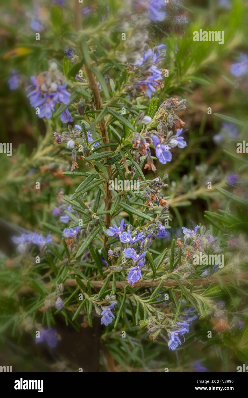 Rosmarinus Officinalis  - Jekka Blue (rosemary 'Jekka Blue') culinary herb plant and flowers Stock Photo
