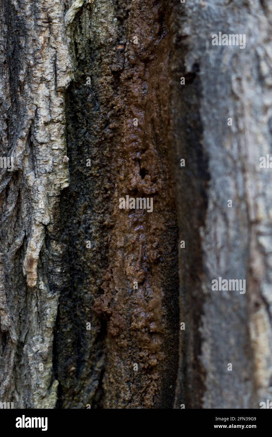Slime flux diseased tree close up wetwood disease seeping black liquid from bark. Bacterial tree infection. Stock Photo
