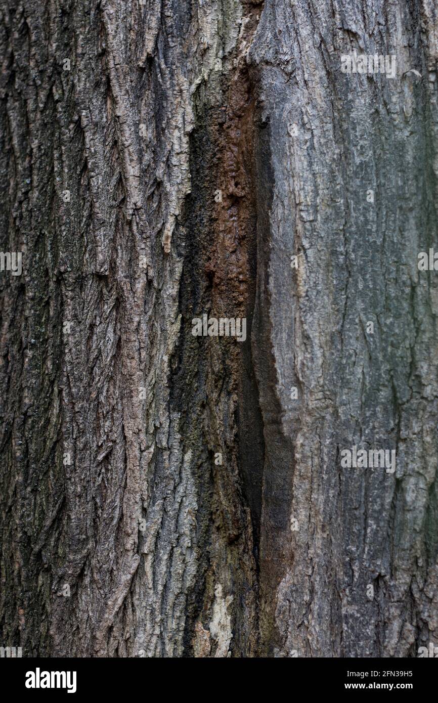 Slime Flux tree disease close up trunk of maple tree with wetwood disease. Stock Photo