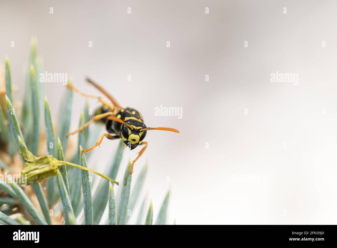 Yellow jacket wasp close up predatory insect. Injured wasp with one wing. Stock Photo