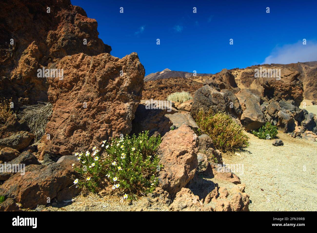 Red Rocks Flower Flowers blooming on red rocks deep blue skies Stock Photo - Alamy