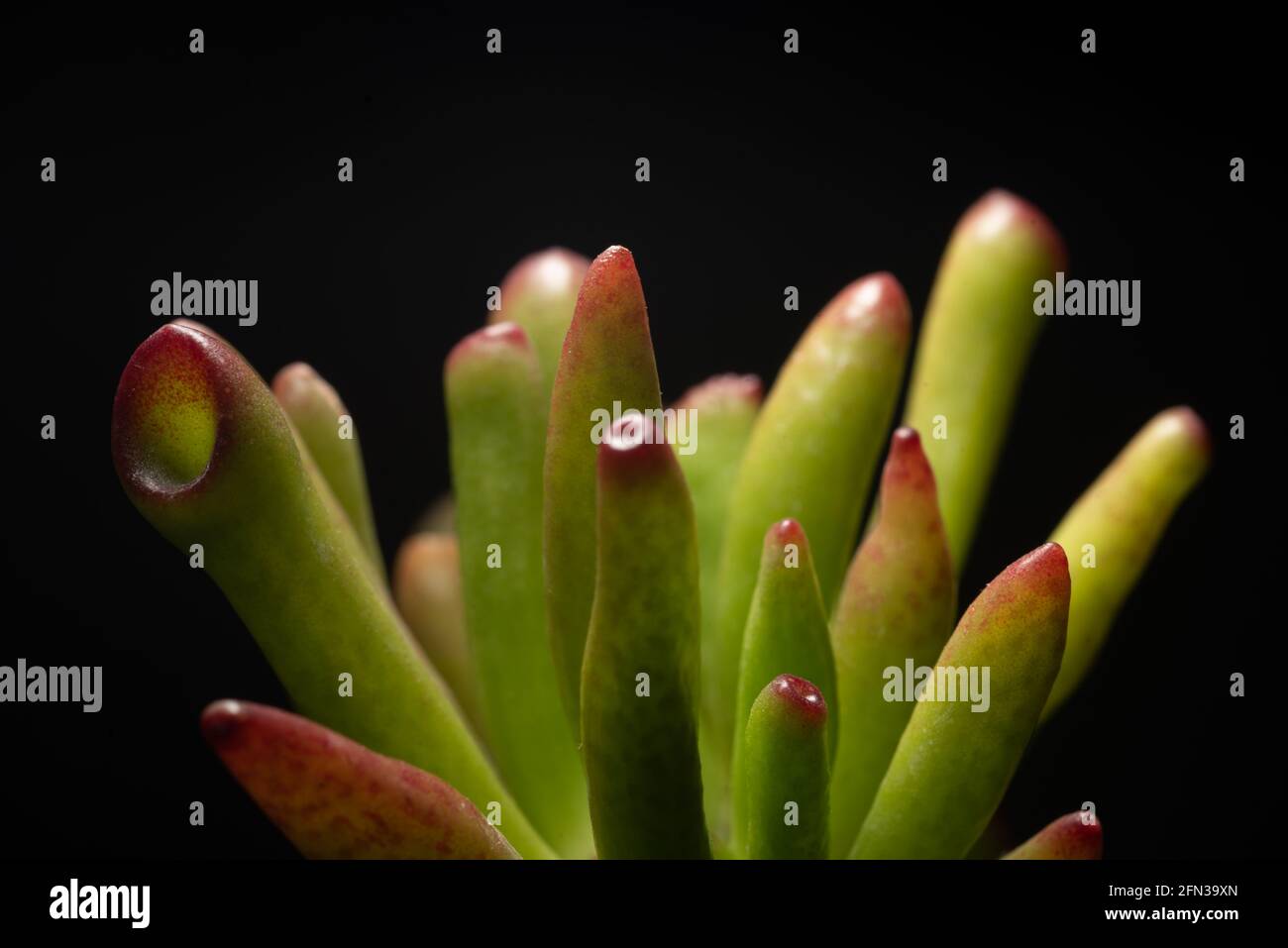 Macro close up portrait of a Crassula Ovata Succulent plant Stock Photo