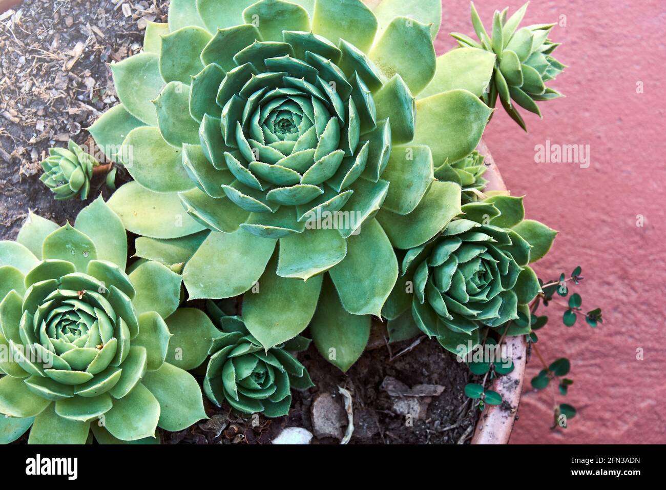 Close up of beautiful succulent echeveria plant growing in flower pot. Top view of rounded leaves. Stock Photo