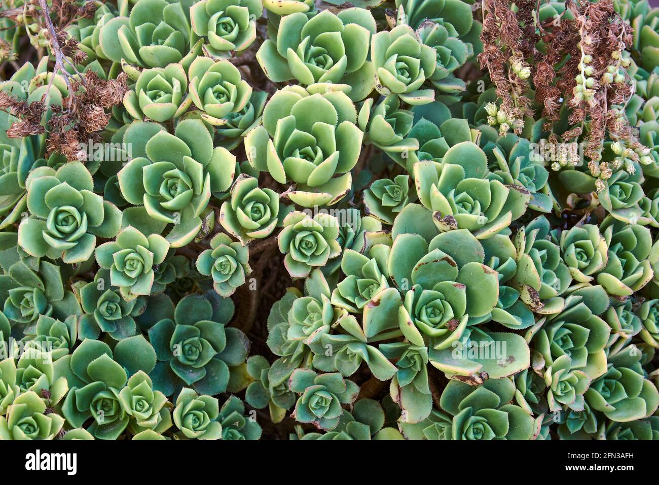 Background of big succulent echeveria plant growing free in garden of house, group of leaves forming abstract pattern. Top view. Stock Photo