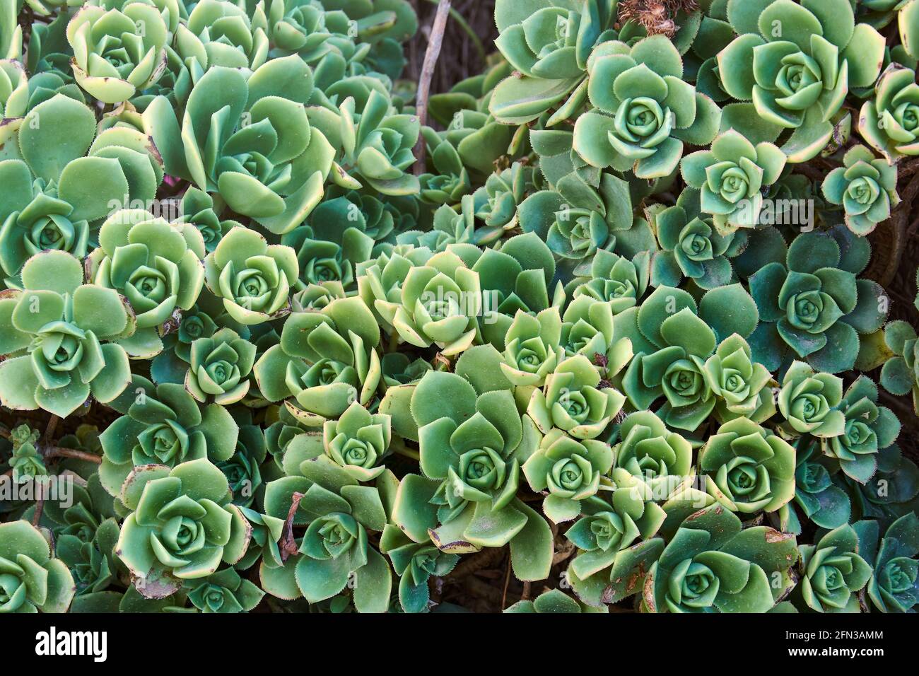 Background of big succulent echeveria plant growing free in garden of house, group of leaves forming abstract pattern. Top view. Stock Photo