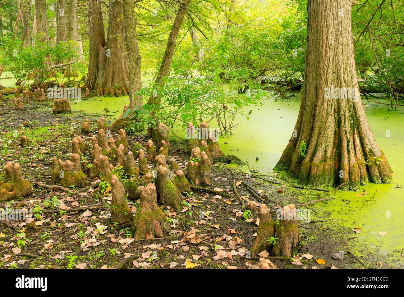 Bald cypress trees and cypress knees. Salt Creek Nature Preserve, Cook County, Illinois. Stock Photo