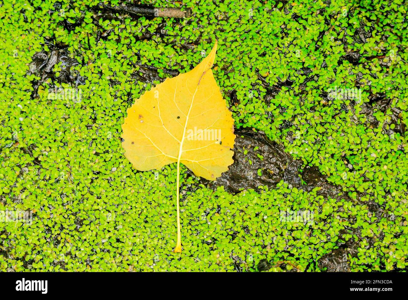 Eastern cottonwood leaf (Populus deltoides) on top of duckweed in autumn. Salt Creek Nature Preserve, Cook County, Illinois. Stock Photo